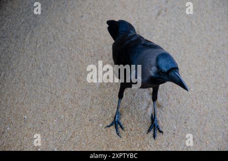 Il corvo indiano, noto anche come corvo dal collo grigio, Ceylon o Colombo Foto Stock