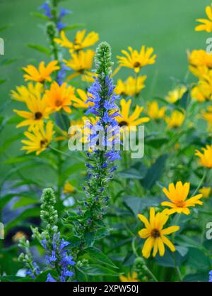 Grande Lobelia Blu (Lobelia siphilitica) su uno sfondo di fiori gialli Foto Stock