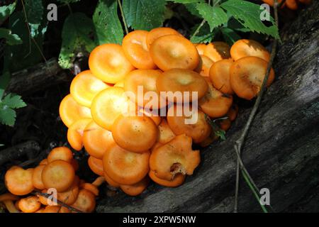 Funghi Jack-o'-lanterne a Camp Ground Road Woods a Des Plaines, Illinois Foto Stock