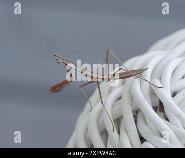 Cinese (Mantis Tenodera sinensis) Foto Stock