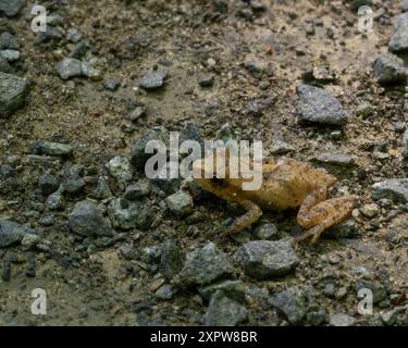 Spring Peeper (Crocifera di Pseudacris), Huntley Meadows Park, Virginia Foto Stock