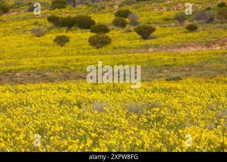 Campo di fiori selvatici, (Annual Yellowtop - Senecio gregorii) , Strzelecki Track, Outback South Australia, Australia Foto Stock