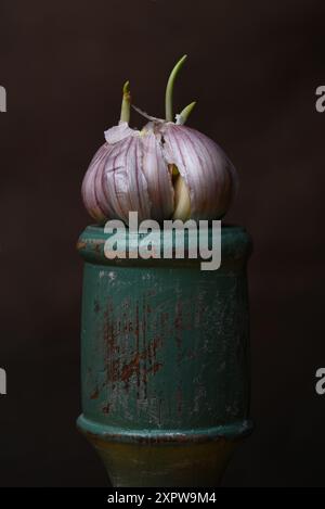 Germogliamento dell'aglio natura morta n. 2 Foto Stock