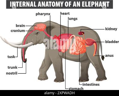 Illustrazione dettagliata degli organi interni dell'elefante Illustrazione Vettoriale