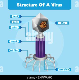 Diagramma dettagliato di una struttura virale Illustrazione Vettoriale
