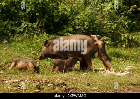 una maiale madre e i suoi suinetti in una zona erbosa, una famiglia di maiali carini con cure materne in campagna Foto Stock
