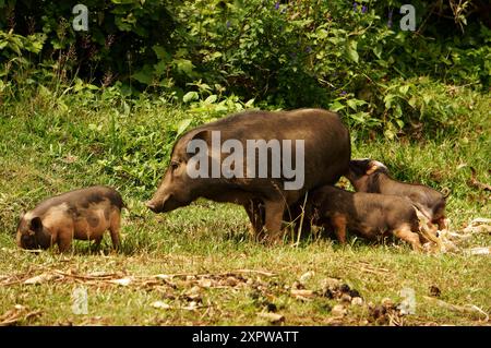 una maiale madre e i suoi suinetti in una zona erbosa, una famiglia di maiali carini con cure materne in campagna Foto Stock