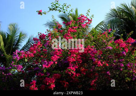 vibranti fiori di bouganville in rosa, viola e bianco, che si arrampicano su un trellis con foglie verdi lussureggianti. Le alte palme e il cielo azzurro rendono il tr Foto Stock