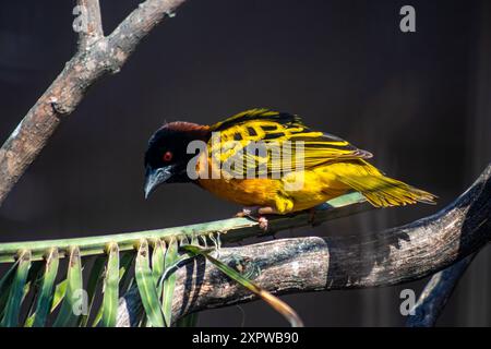 tessitore dalla testa nera, Ploceus melanocephalus, noto anche come tessitore dalla parte gialla Foto Stock