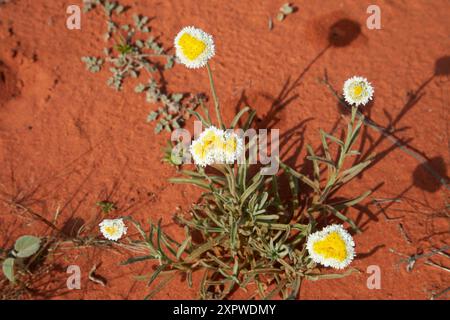 Margherite di uova in camicia (Polycalymma stuartii), Munga-Thirri-Simpson Desert National Park, Simpson Desert, Outback South Australia, Australia Foto Stock