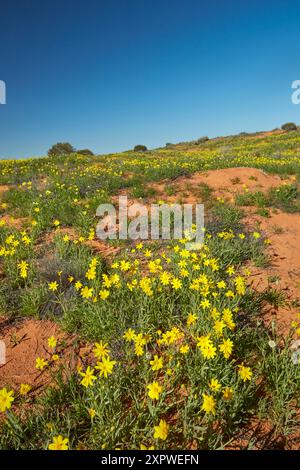 Campo di fiori selvatici (annuale Yellowtop - Senecio gregorii), Munga-Thirri - Simpson Desert National Park, Simpson Desert, Outback South Australia Foto Stock