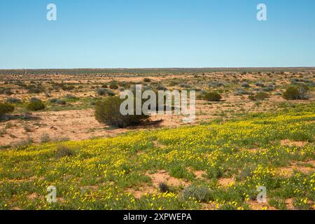 Campo di fiori selvatici (annuale Yellowtop - Senecio gregorii), Munga-Thirri - Simpson Desert National Park, Simpson Desert, Outback South Australia, Austr Foto Stock