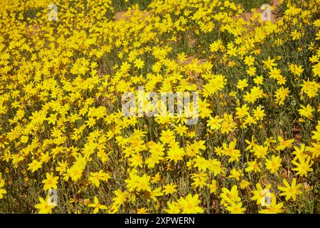 Campo di fiori selvatici (annuale Yellowtop - Senecio gregorii), Munga-Thirri - Simpson Desert National Park, Simpson Desert, Outback South Australia, Austr Foto Stock