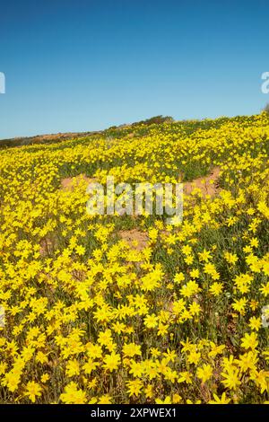 Campo di fiori selvatici (annuale Yellowtop - Senecio gregorii), Munga-Thirri - Simpson Desert National Park, Simpson Desert, Outback South Australia, Austr Foto Stock