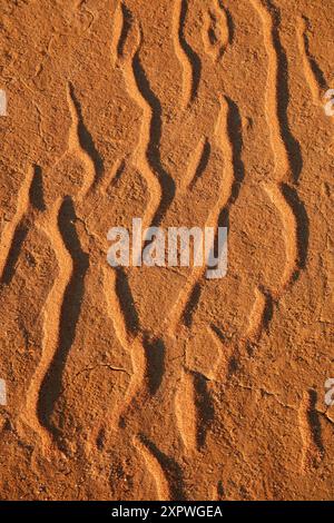 Increspature di sabbia, linea QAA, deserto Simpson, Outback Queensland, Australia Foto Stock