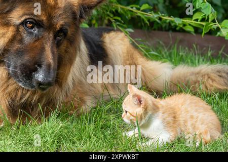 Un gattino di zenzero e un cane da pastore tedesco siedono sull'erba. Il gattino guarda il cane, che non guarda. Entrambi hanno orecchie perlate. Il cane è marrone scuro, gattino Foto Stock