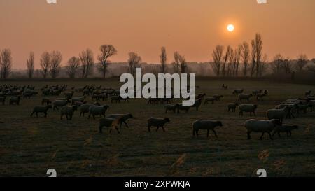 Pecore in un campo vicino ad Arles (Provenza, Francia) durante l'alba in primavera Foto Stock
