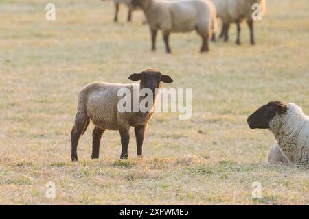 Pecore in un campo vicino ad Arles Provence, Francia, all'alba in primavera ad Arles Francia Foto Stock