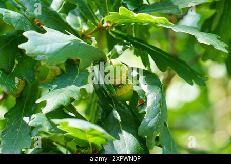 Verdi giovani ghiande che ondeggiano su rami di quercia con vegetazione lussureggiante nella foresta selvaggia europea da vicino Foto Stock