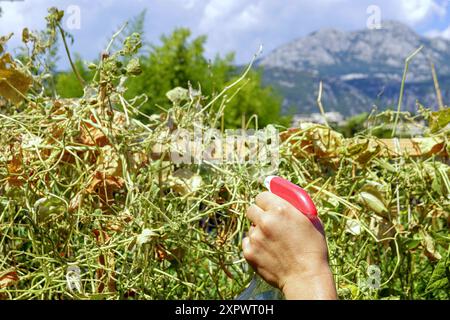 Controllo degli acari dei ragni sulle colture vegetali: Una foto ravvicinata della mano di un uomo che tiene una bottiglia spray davanti ai fagioli verdi infestati Foto Stock