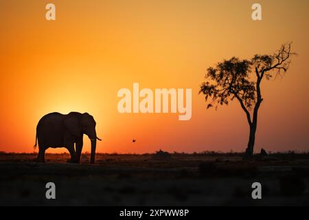 Bere elefanti presso la pozza d'acqua di Marabou Pan che crea un'ottima silhouette contro il sole che tramonta, la luce migliore, il Savute Chobe Nationalpark, il Botswana, l'Africa Foto Stock