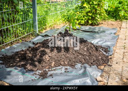 Installazione di materiale di tessuto di controllo delle erbacce e pacciame di corteccia in un giardino residenziale per controllare la diffusione delle erbacce Foto Stock