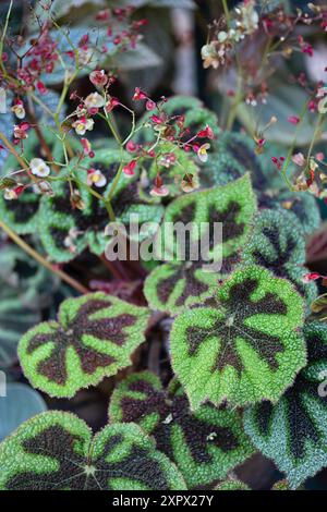 Begonia a croce di ferro (Begonia masoniana), Begoniaceae. Erba perenne rizomatosa, pianta ornamentale, fiore bianco. Foto Stock