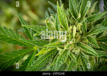 primo piano di una pianta di cannabis in fiore matura su un ampio sfondo verde. marijuana buds cbd e medicina e scienza Foto Stock