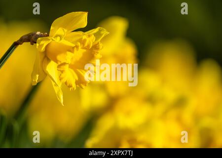 Un fiore giallo con un centro giallo e petali gialli. Il fiore è in primo piano e lo sfondo è verde. Foto Stock