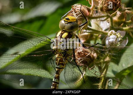 Testa, Thorax e Wing dettaglio di una Dragonfly di Falco Sud o Blu (Aeshna cyanea) appoggiata su una testa di Fiore Bramble essiccato. Foto Stock