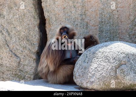 Famiglia Gelada Baboon. I babbuini Gelada che si occupano della Gelada (Theropithecus gelada), a volte chiamati Gelada Baboon, sono una specie di scimmia del Vecchio mondo Foto Stock