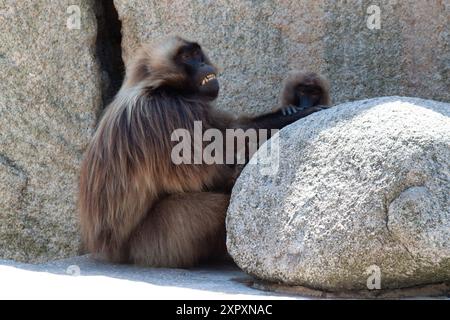 Famiglia Gelada Baboon. I babbuini Gelada che si occupano della Gelada (Theropithecus gelada), a volte chiamati Gelada Baboon, sono una specie di scimmia del Vecchio mondo Foto Stock