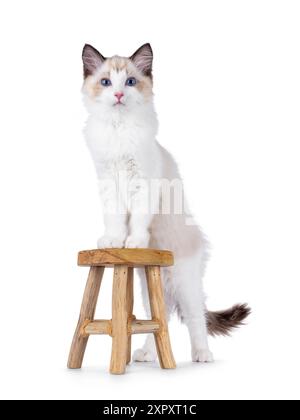 Elegante gattino Ragdoll in piedi con zampe frontali su un piccolo sgabello in legno. Guarda curioso verso la fotocamera con gli occhi blu tipici della razza. Isolato su un Foto Stock