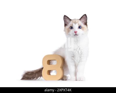 Elegante gattino Ragdoll in piedi accanto alla cifra di carta 8. Guarda curioso verso la fotocamera con gli occhi blu tipici della razza. Isolato su sfondo bianco. Foto Stock