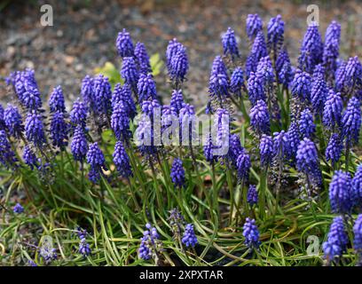 Giacinto d'uva armena o Giacinto d'uva da giardino, Muscari armeniacum, Asparagaceae. Grecia, Turchia e Armenia, Mediterraneo orientale. Foto Stock