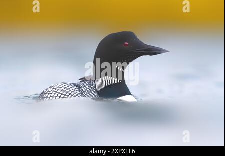 Grande tuffatore del nord, loon comune (Gavia immer), nuoto in nidificazione plumage, ritratto, Islanda, Lýsuhóll Foto Stock
