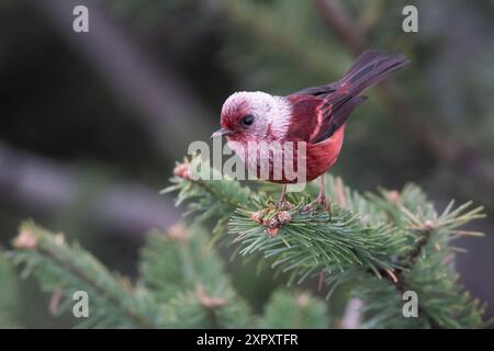 Parula dalla testa rosa (Cardellina versicolor, Ergaticus versicolor), arroccata su un ramo di una foresta pluviale, Guatemala Foto Stock