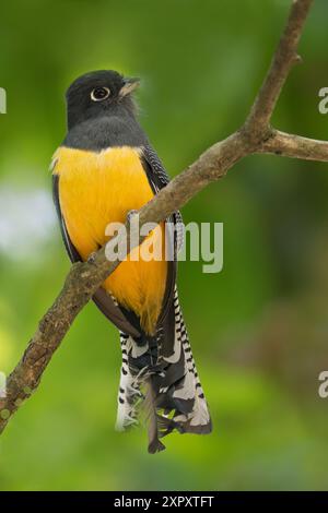 Gartered Trogon, Northern Violaceous Trogon (Trogon caligatus), seduto su un ramo nella foresta pluviale, Guatemala Foto Stock