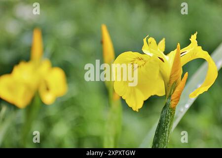 Iris giallo, bandiera gialla (Iris pseudacorus), fioritura, Germania, Renania settentrionale-Vestfalia Foto Stock