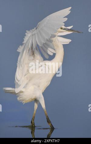 Piccola egretta (Egretta garzetta), wades che fluttuano attraverso acque poco profonde, vista laterale, Italia, Toscana Foto Stock