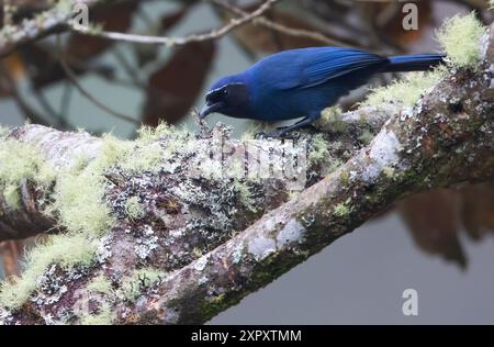 Black throated Jay, Black-throated Dwarf Jay, Black-throated Jay, Strickland's Jay (Cyanolyca pumilo), appollaiato su un ramo in una foresta pluviale, Guatemala Foto Stock