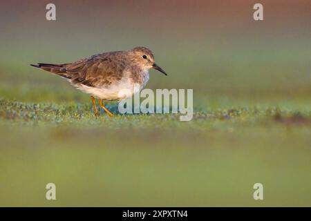 Tappa di Temminck (Calidris temminckii), passeggiate nella palude, Italia, Toscana, stagni di Pogg Foto Stock