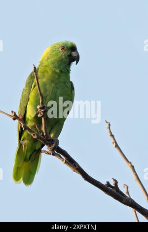 Amazona auropalliata (Amazona auropalliata), seduta su una diramazione, Guatemala Foto Stock