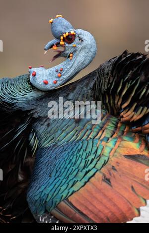 tacchino ocellato (Agriocharis ocellata, Meleagris ocellata), maschio, Guatemala Foto Stock