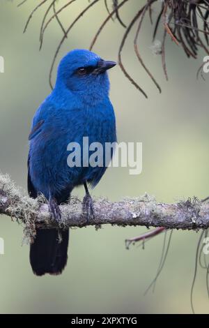 ghiandaia senza colore (Aphelocoma unicolor), arroccata su un ramo in una foresta nebulizzata, Guatemala Foto Stock