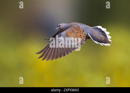 Tortora, tortora europea (Streptopelia turtur), in volo, vista laterale, Italia, Toscana, piana di Sesto Fiorentino, Sesto Fiorentino, Firenze Foto Stock