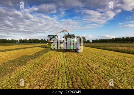 Raccolta dell'erba con trinciacaricatrice e trattore, l'erba viene tagliata e trasportata su un rimorchio, Paesi Bassi, Frisia, Delleboersterheide Foto Stock