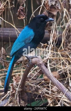 jay dalla coda bianca, jay crestato Bushy (Cyanocorax melanocyaneus), arroccato su un ramo in una foresta pluviale, Guatemala Foto Stock