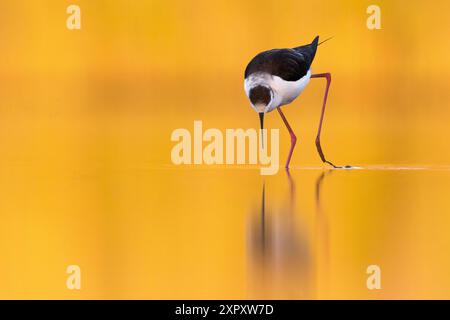 Trampolino alato nero (Himantopus himantopus), guado in acque poco profonde al mattino, Italia, Toscana Foto Stock