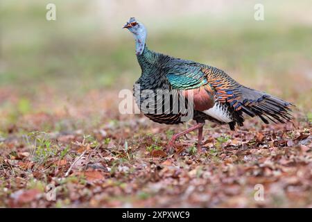 tacchino ocellato (Agriocharis ocellata, Meleagris ocellata), camminando per terra in una foresta pluviale di pianura, Guatemala, Yucatan, Tikal Foto Stock